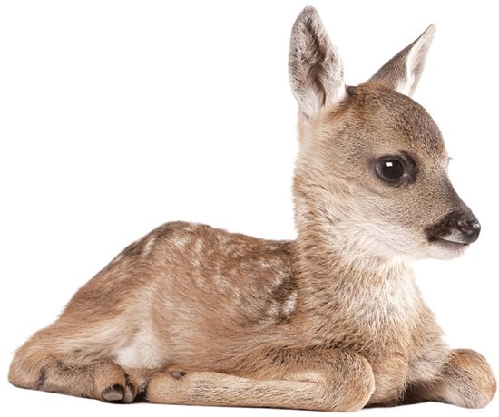 KEK Amsterdam Forest Friends: Deer - Muursticker - Multicolor van KEK Amsterdam